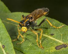 Bladhveps tenthredo campestris